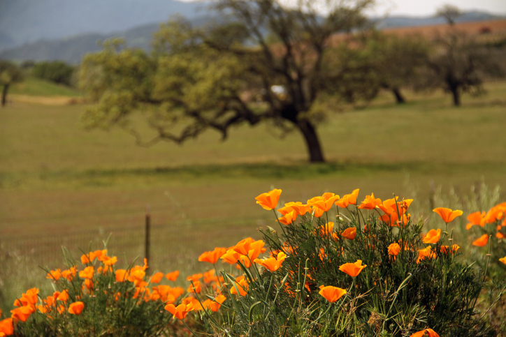 Panoramic Image of Santa Maria, CA